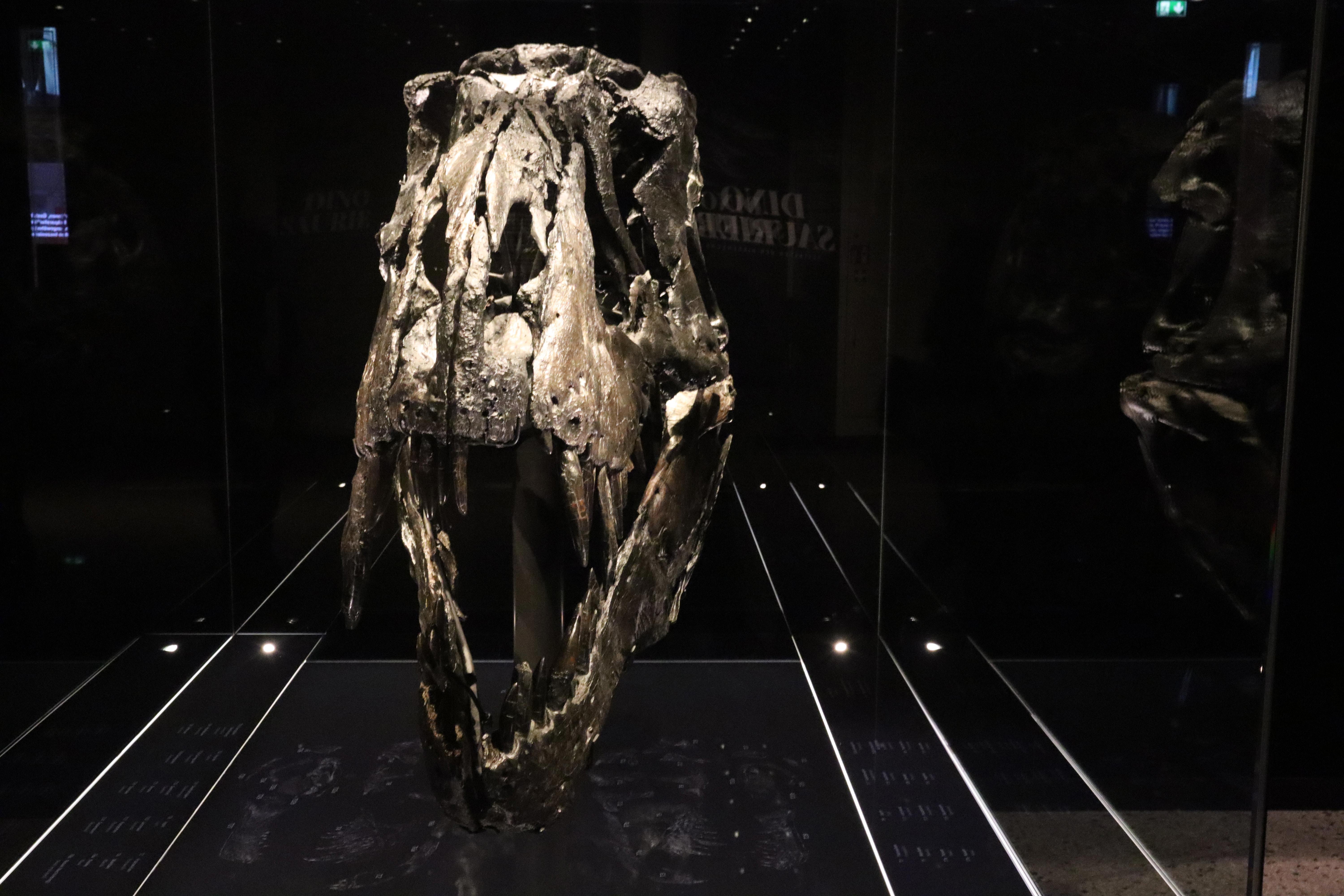 Royal Tyrrell Museum