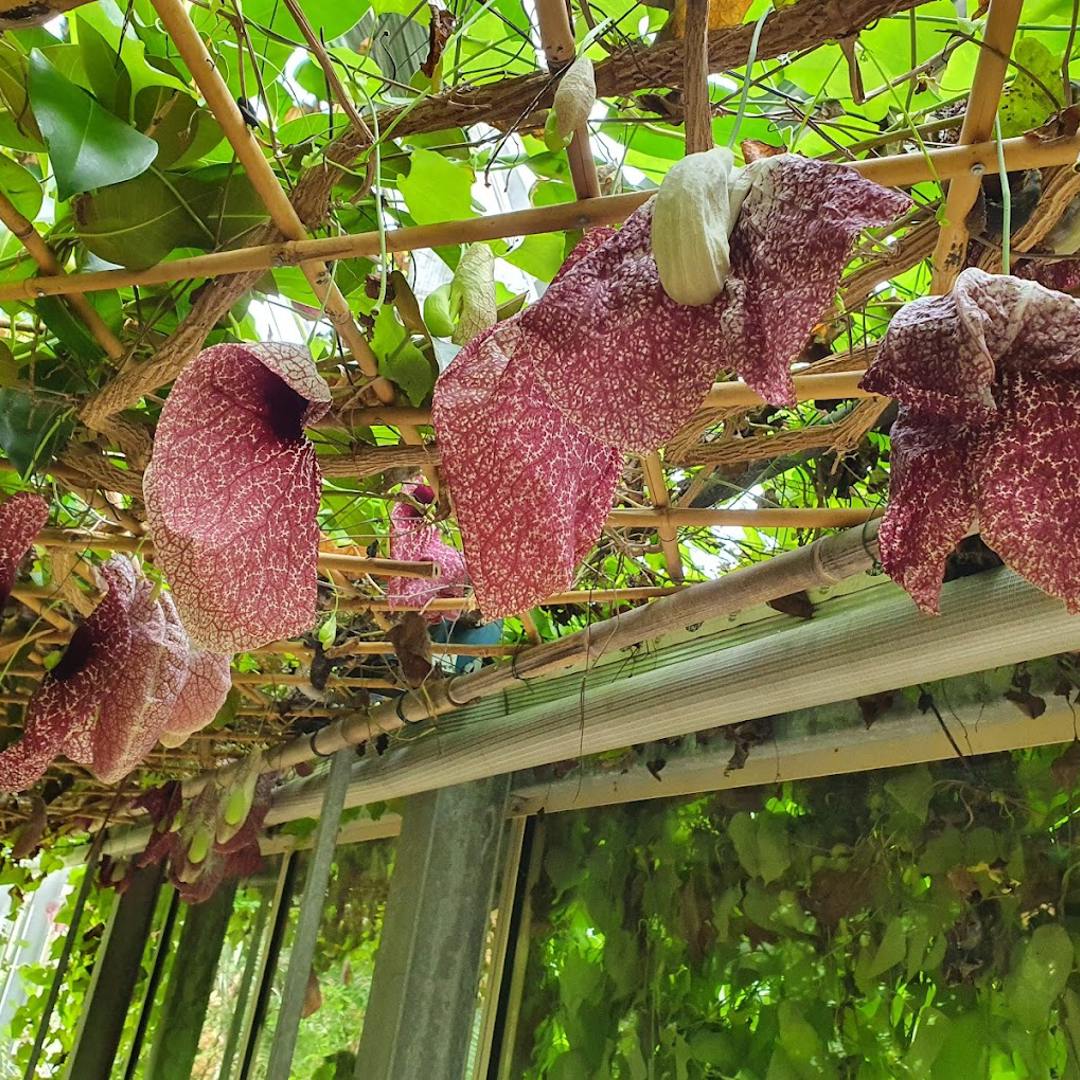 Orto Botanico di Pisa