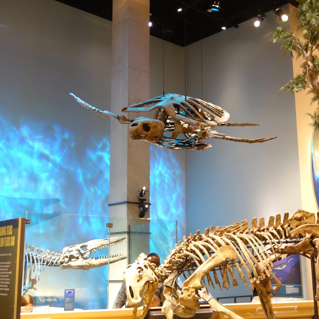 Perot Museum of Nature and Science