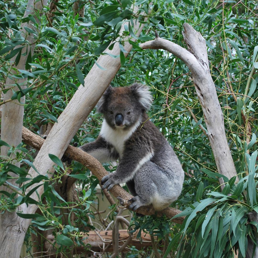 Lone Pine Koala Sanctuary